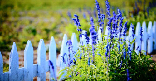 【风行电视49寸电视采用什么面板?】-天极问答