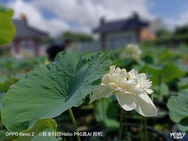 OPPO Reno Z(6GB/256GB/ȫ��ͨ)