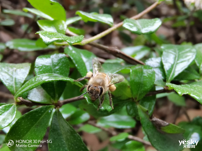 ��ҫ30 Pro+(8GB/256B/5G��)