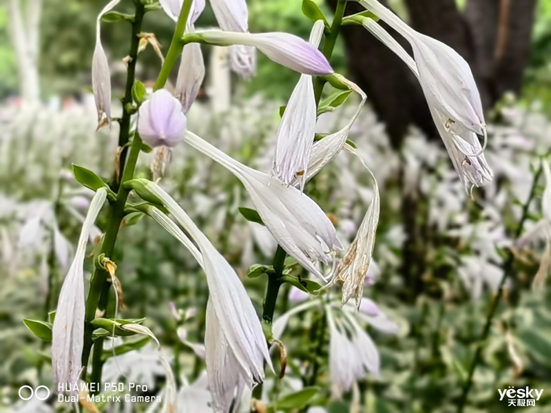 ��ΪP50 Pro(8GB/512GB/ȫ��ͨ/����9000)